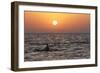 Pilot Whale at Sunset-null-Framed Photographic Print