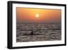 Pilot Whale at Sunset-null-Framed Photographic Print