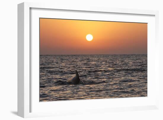 Pilot Whale at Sunset-null-Framed Photographic Print