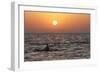 Pilot Whale at Sunset-null-Framed Photographic Print