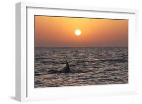 Pilot Whale at Sunset-null-Framed Photographic Print