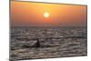 Pilot Whale at Sunset-null-Mounted Photographic Print