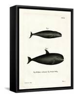 Pilot Whale-null-Framed Stretched Canvas