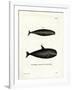 Pilot Whale-null-Framed Giclee Print