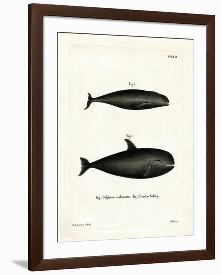 Pilot Whale-null-Framed Giclee Print