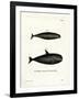 Pilot Whale-null-Framed Giclee Print