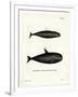 Pilot Whale-null-Framed Giclee Print