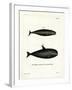 Pilot Whale-null-Framed Giclee Print