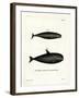 Pilot Whale-null-Framed Giclee Print