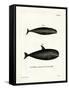 Pilot Whale-null-Framed Stretched Canvas