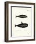 Pilot Whale-null-Framed Giclee Print