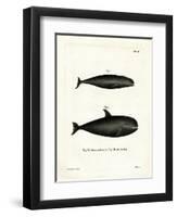 Pilot Whale-null-Framed Giclee Print