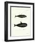 Pilot Whale-null-Framed Giclee Print