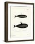 Pilot Whale-null-Framed Giclee Print