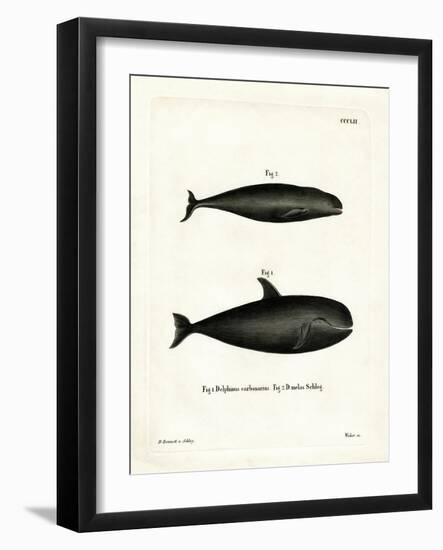 Pilot Whale-null-Framed Giclee Print