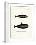 Pilot Whale-null-Framed Giclee Print