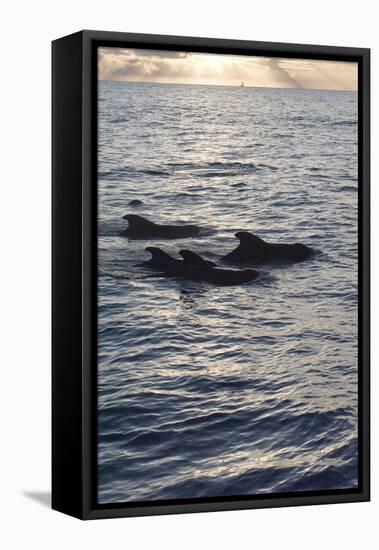 Pilot Whales Off the Coast of Dominica, West Indies, Caribbean, Central America-Lisa Collins-Framed Stretched Canvas