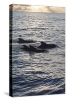 Pilot Whales Off the Coast of Dominica, West Indies, Caribbean, Central America-Lisa Collins-Stretched Canvas