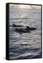Pilot Whales Off the Coast of Dominica, West Indies, Caribbean, Central America-Lisa Collins-Framed Stretched Canvas