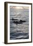 Pilot Whales Off the Coast of Dominica, West Indies, Caribbean, Central America-Lisa Collins-Framed Photographic Print