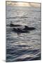 Pilot Whales Off the Coast of Dominica, West Indies, Caribbean, Central America-Lisa Collins-Mounted Photographic Print