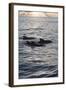 Pilot Whales Off the Coast of Dominica, West Indies, Caribbean, Central America-Lisa Collins-Framed Photographic Print