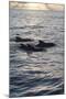 Pilot Whales Off the Coast of Dominica, West Indies, Caribbean, Central America-Lisa Collins-Mounted Photographic Print