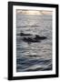 Pilot Whales Off the Coast of Dominica, West Indies, Caribbean, Central America-Lisa Collins-Framed Photographic Print