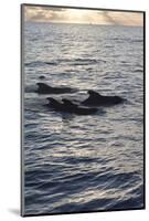 Pilot Whales Off the Coast of Dominica, West Indies, Caribbean, Central America-Lisa Collins-Mounted Photographic Print