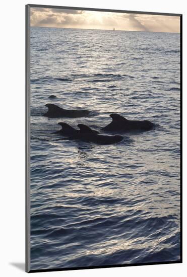 Pilot Whales Off the Coast of Dominica, West Indies, Caribbean, Central America-Lisa Collins-Mounted Photographic Print