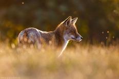 Thirsty-Pim Leijen-Framed Photographic Print