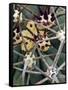 Pima Pineapple Cactus, Close-Up of Spines. Organ Pipe Cactus National Monument, Arizona, USA-Philippe Clement-Framed Stretched Canvas