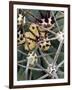 Pima Pineapple Cactus, Close-Up of Spines. Organ Pipe Cactus National Monument, Arizona, USA-Philippe Clement-Framed Premium Photographic Print