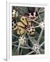 Pima Pineapple Cactus, Close-Up of Spines. Organ Pipe Cactus National Monument, Arizona, USA-Philippe Clement-Framed Premium Photographic Print