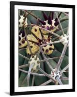 Pima Pineapple Cactus, Close-Up of Spines. Organ Pipe Cactus National Monument, Arizona, USA-Philippe Clement-Framed Premium Photographic Print