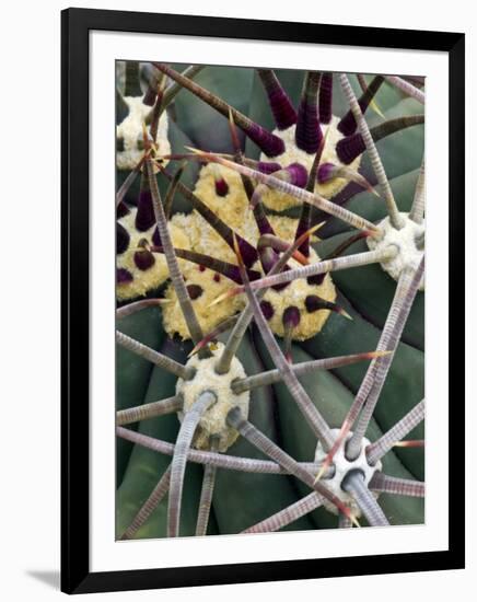 Pima Pineapple Cactus, Close-Up of Spines. Organ Pipe Cactus National Monument, Arizona, USA-Philippe Clement-Framed Premium Photographic Print