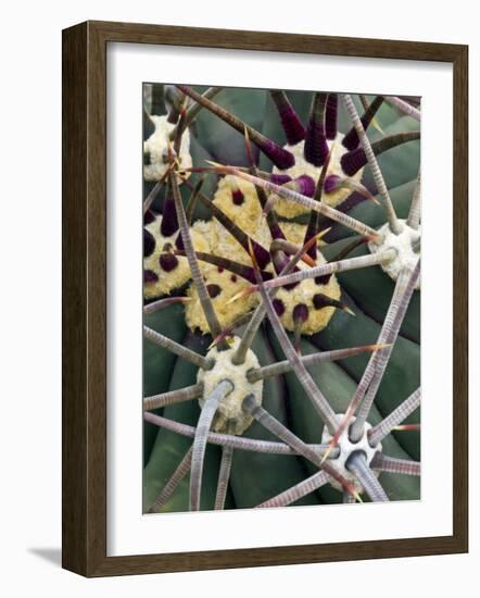 Pima Pineapple Cactus, Close-Up of Spines. Organ Pipe Cactus National Monument, Arizona, USA-Philippe Clement-Framed Photographic Print