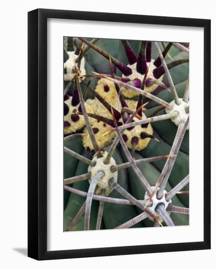 Pima Pineapple Cactus, Close-Up of Spines. Organ Pipe Cactus National Monument, Arizona, USA-Philippe Clement-Framed Photographic Print