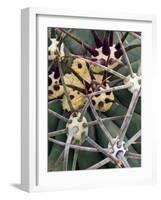 Pima Pineapple Cactus, Close-Up of Spines. Organ Pipe Cactus National Monument, Arizona, USA-Philippe Clement-Framed Photographic Print