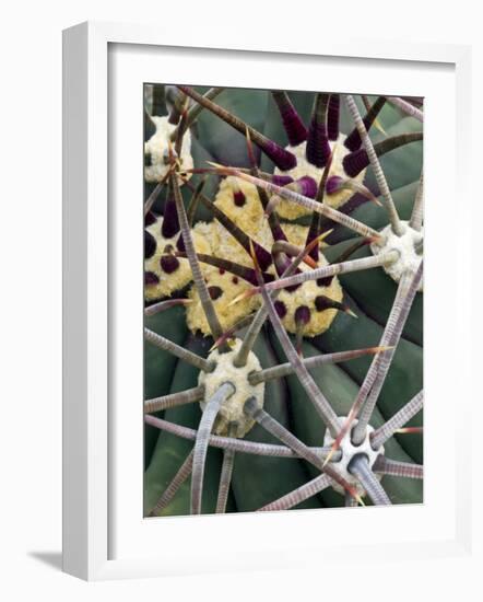 Pima Pineapple Cactus, Close-Up of Spines. Organ Pipe Cactus National Monument, Arizona, USA-Philippe Clement-Framed Photographic Print