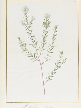 https://imgc.allpostersimages.com/img/posters/pimelea-linifolia-1812_u-L-Q1HLA0S0.jpg?artPerspective=n