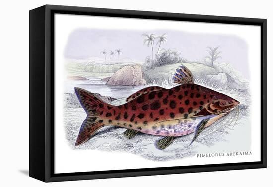 Pimelodus Arekaima-Robert Hermann Schomburgk-Framed Stretched Canvas