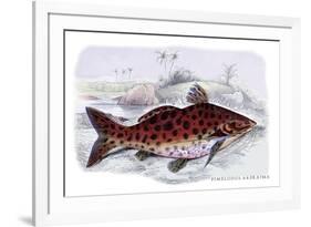 Pimelodus Arekaima-Robert Hermann Schomburgk-Framed Art Print