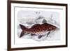 Pimelodus Arekaima-Robert Hermann Schomburgk-Framed Art Print