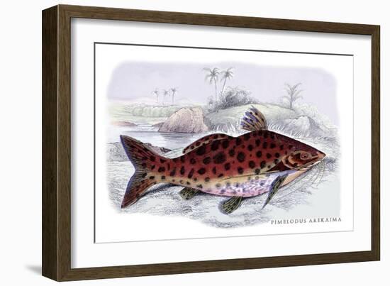 Pimelodus Arekaima-Robert Hermann Schomburgk-Framed Art Print