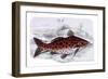 Pimelodus Arekaima-Robert Hermann Schomburgk-Framed Art Print