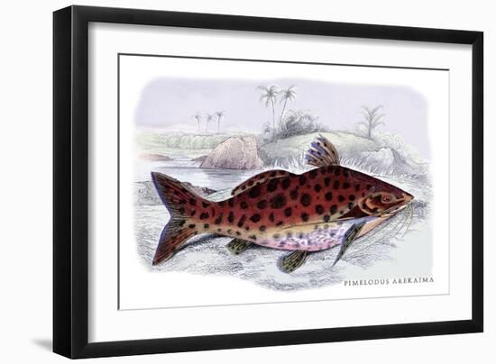 Pimelodus Arekaima-Robert Hermann Schomburgk-Framed Art Print