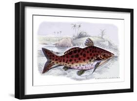 Pimelodus Arekaima-Robert Hermann Schomburgk-Framed Art Print