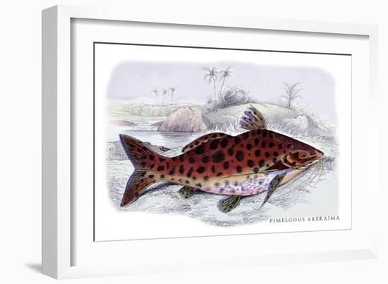 Pimelodus Arekaima-Robert Hermann Schomburgk-Framed Art Print