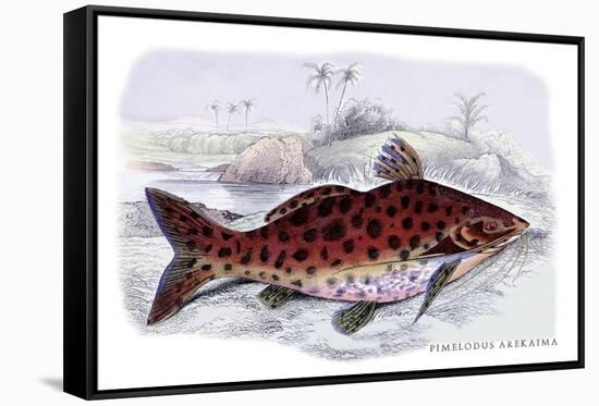 Pimelodus Arekaima-Robert Hermann Schomburgk-Framed Stretched Canvas